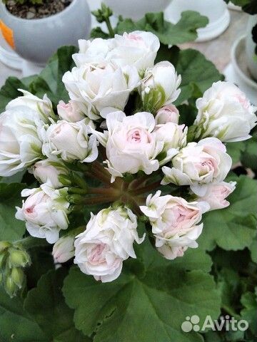 Пеларгония герань сортовая