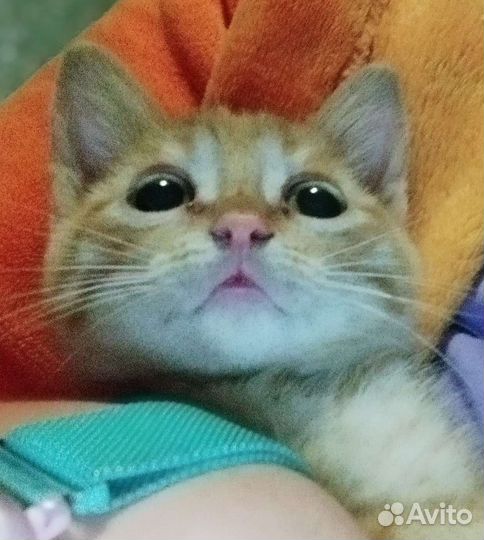 Рыженький котенок 2,5 месяца девочка