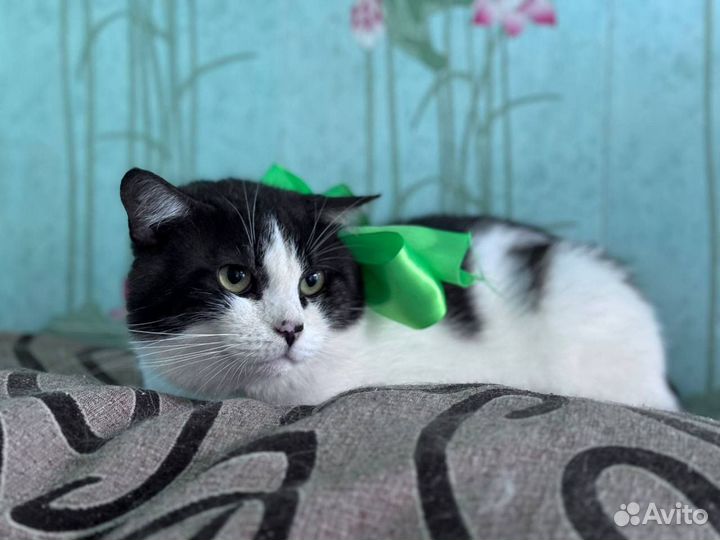 Кот в добрые руки