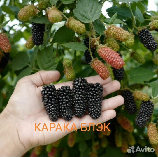 Саженцы ремонтантной малины и Ежевики