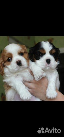 Кавалер Кинг Чарльз Спаниель