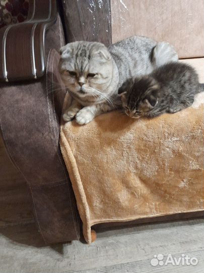 Британские котята