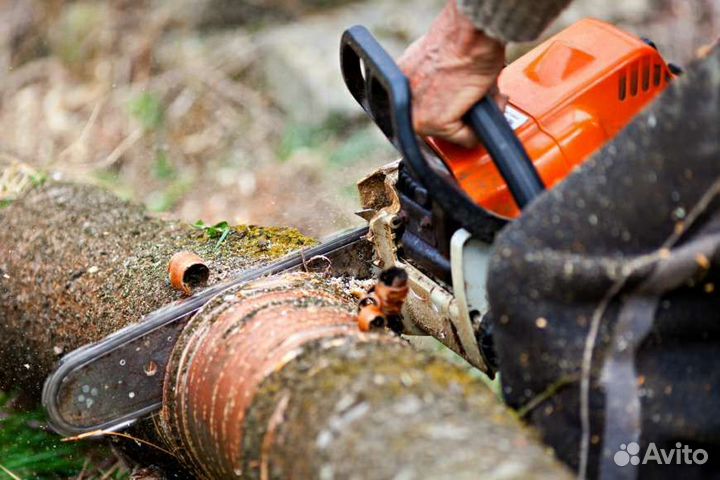 Спил деревьев