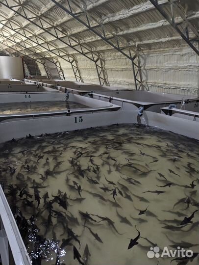 Узв для разведения рыбы