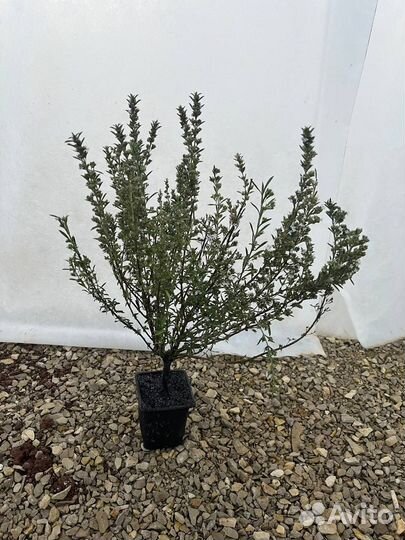 Чабрец, Лаванда, Флокс шилов., Пеннисетум саженцы