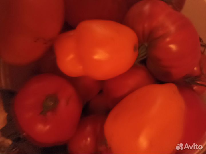 Семена сортовых томатов