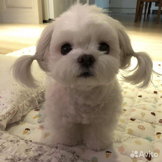 Щенки мальтезе