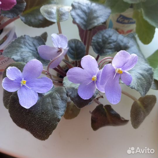 Фиалки сортовые