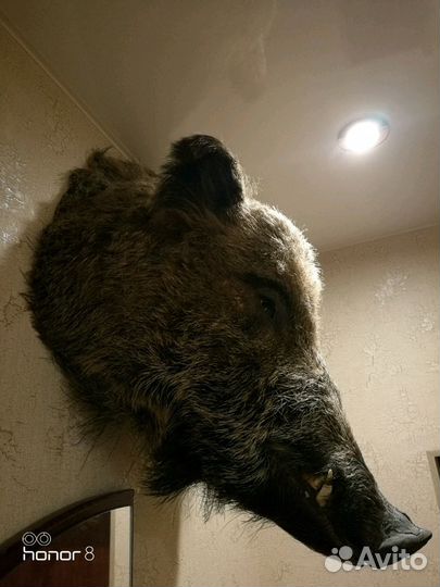 Чучело кабана