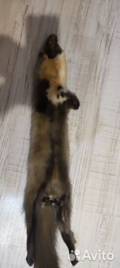 Продам шкуры куницы