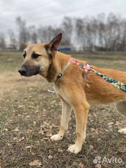 Небольшая собачка из приюта нуждается в доме