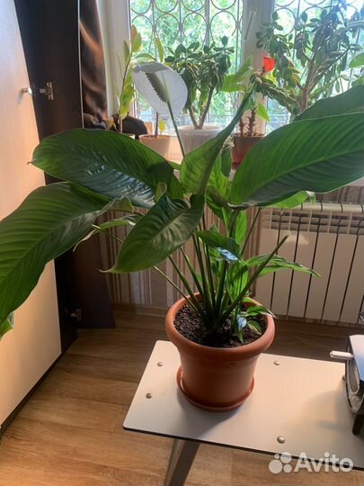 Спатифиллум