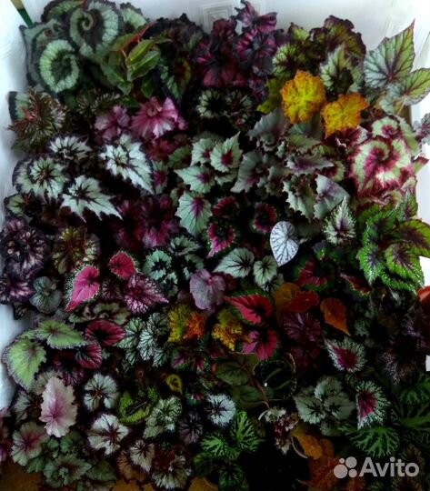 Бегонии сортовые