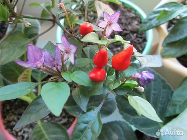 Перец острый на окошке