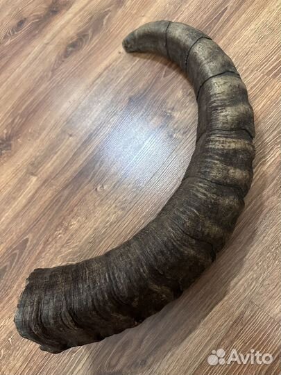 Рога Горного Тура, трофейные