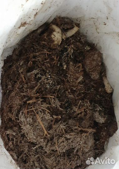 Компост из под шампиньонов