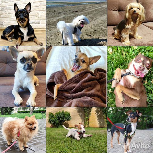 Зоодомик. Передержка, зоогостиница