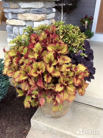 Колеусы разных расцветок