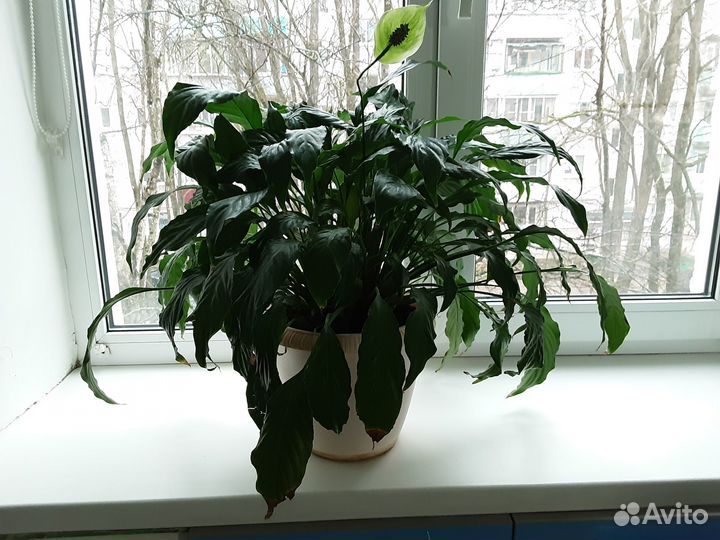 Цветок Спатифиллум