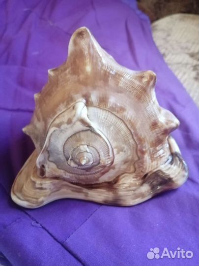 Раковины морские