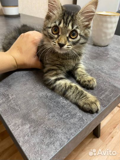 Котенок