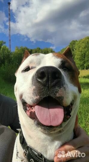 Амстафф вязка