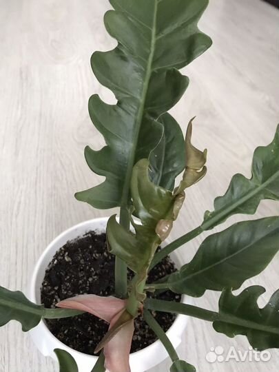 Филодендрон