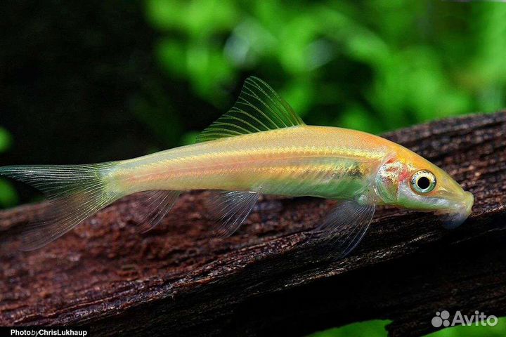 Аквариумные рыбки