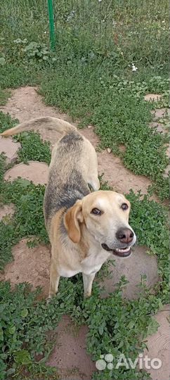 Собака порода русская гончая в добрые руки