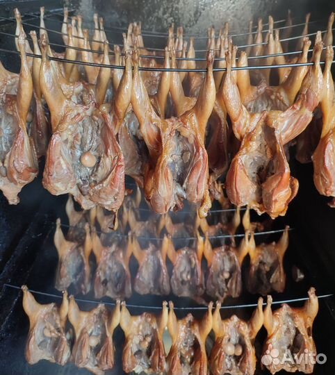 Перепел Белый гигант