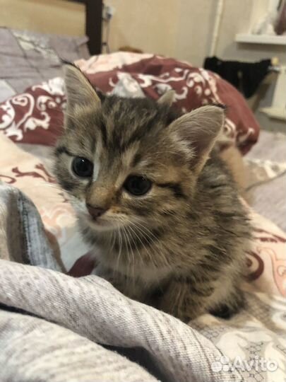Котята в дар