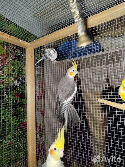 Попугай корелла