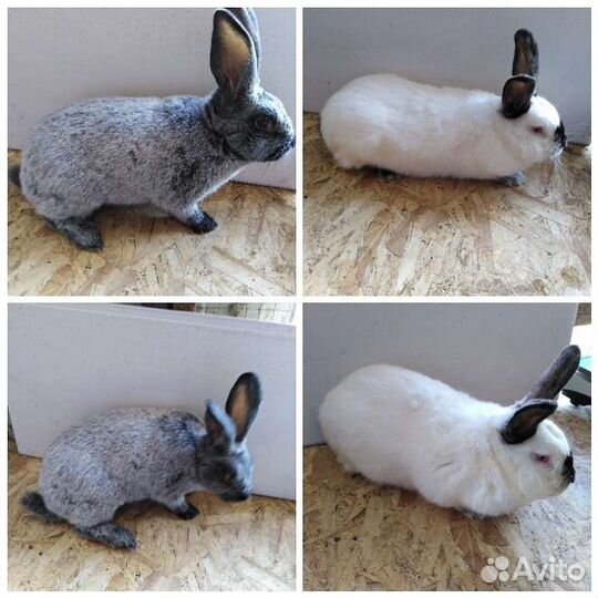 Породистые кролики
