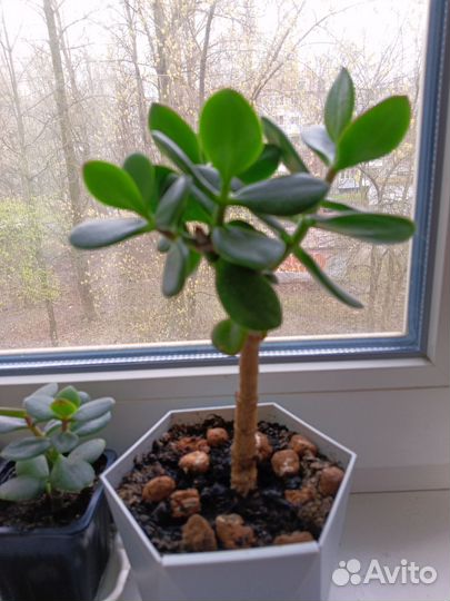 Крассула толстянка