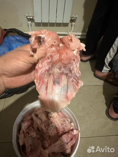 Мясо и кости для собак