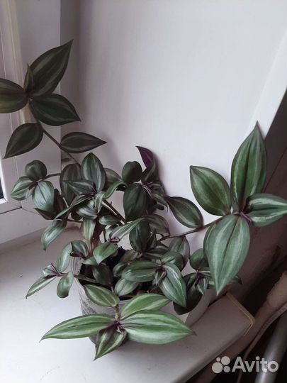 Эпипремнум сорт н Джой