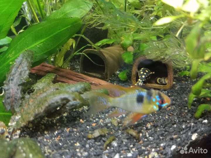 Аквариумные рыбки