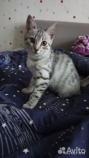 Отдам бесплатно котика