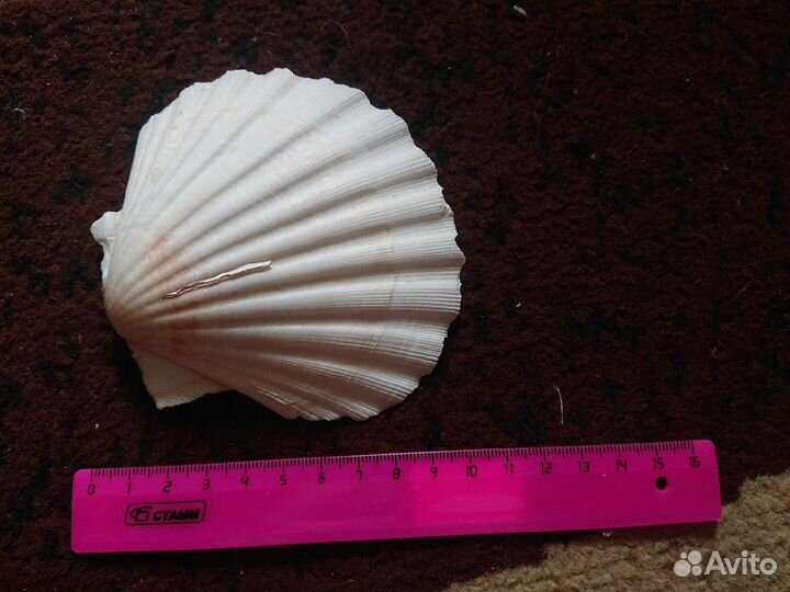 Морские ракушки раковины морская звезда