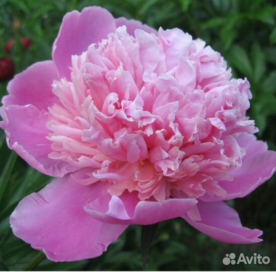 Пион розовый корень