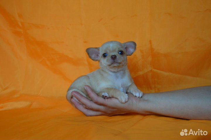 Шоколадное солнышко