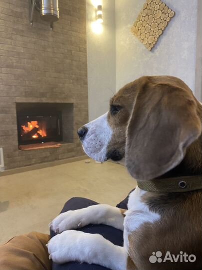 Вязка Бигль девочка