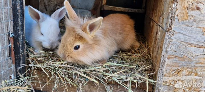 Декоративные кролики