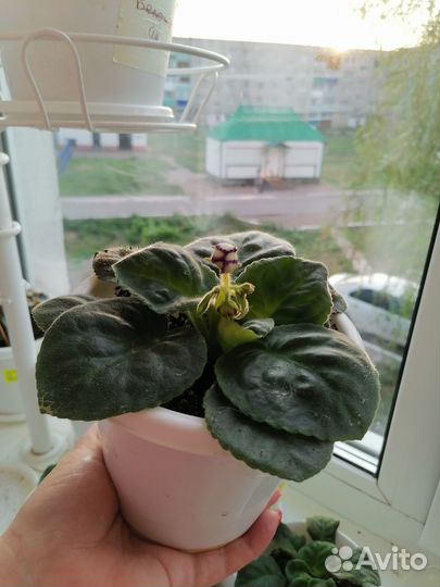 Фиалка (цветы)