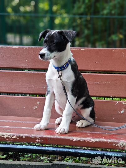 Собака щенок