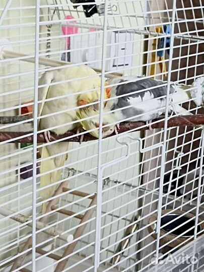 Попугай корелла пара с клеткой