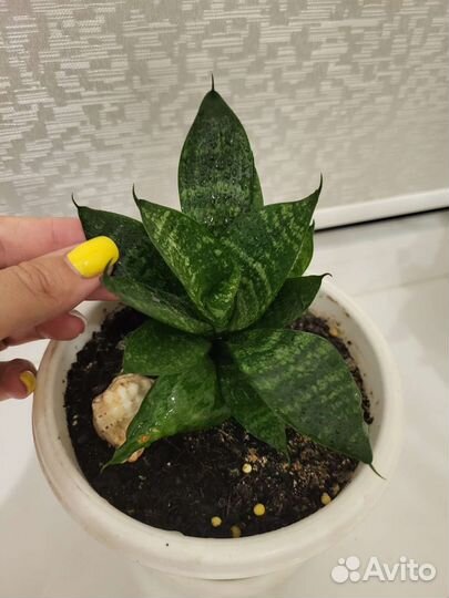 Сансевиерия