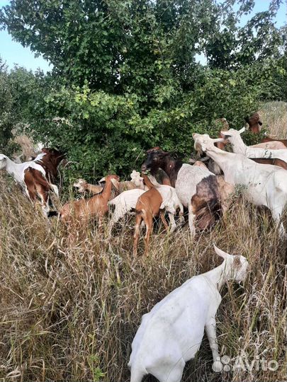 Козье молоко