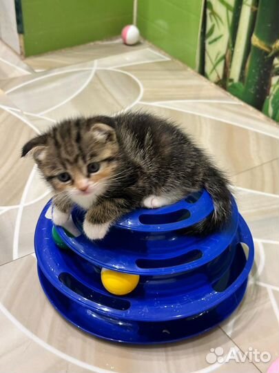 Шотландская