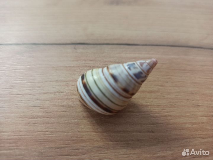 Морская раковина